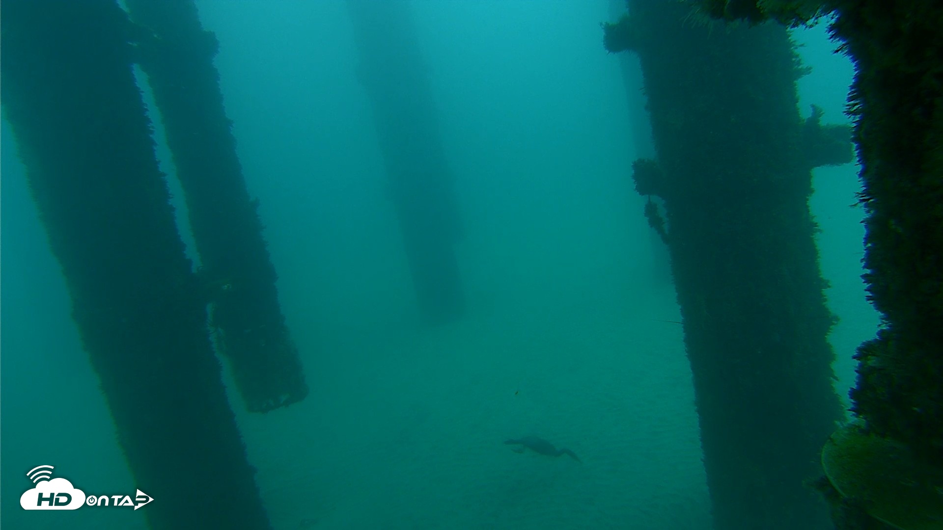 Snapshot of Scripps Pier Underwater Live Webcam taken Oct 8, 2026, 7:43am PDT