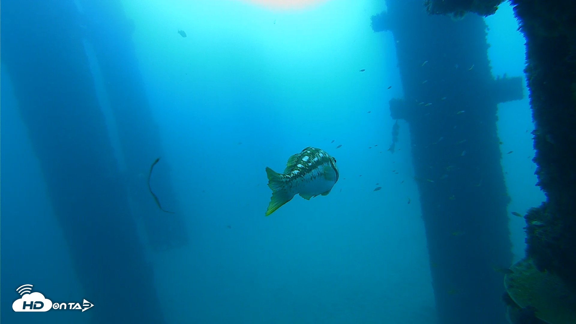 Snapshot of Scripps Pier Underwater Live Webcam taken Sep 19, 2026, 9:08am PDT