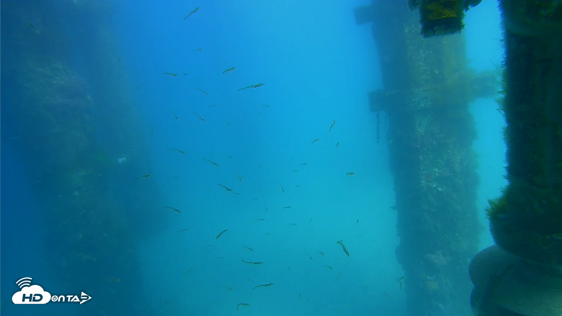Snapshot of Scripps Pier Underwater Live Webcam taken Mar 20, 2026, 3:02pm PDT