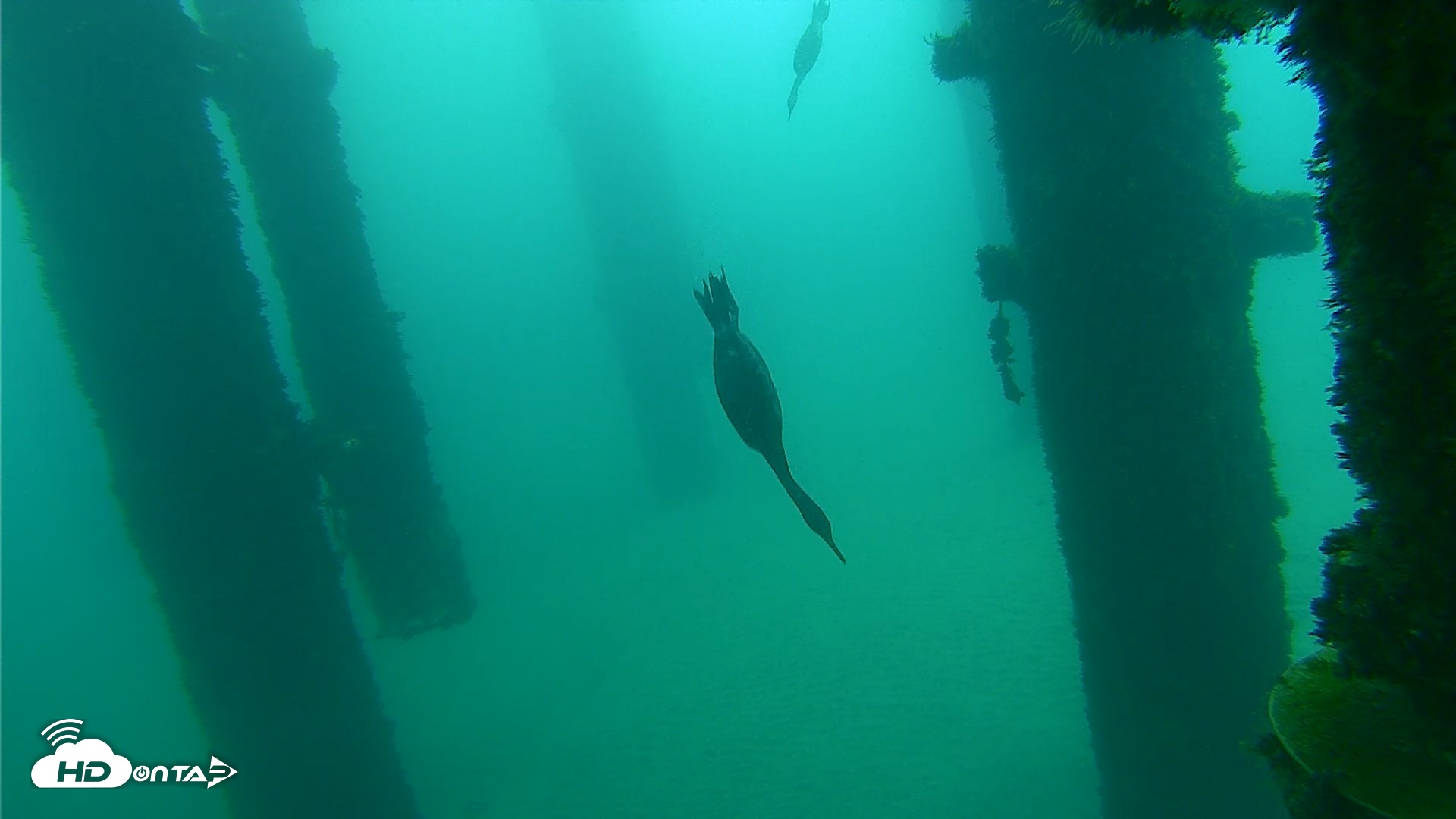 Snapshot of Scripps Pier Underwater Live Webcam taken Oct 8, 2026, 9:31am PDT