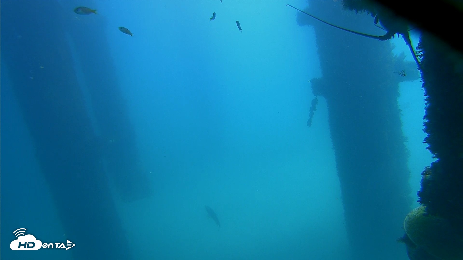 Snapshot of Scripps Pier Underwater Live Webcam taken Oct 9, 2026, 12:27pm PDT