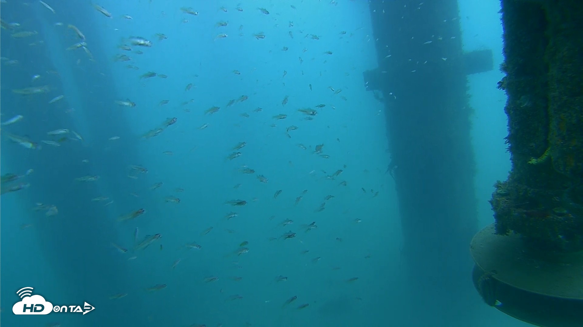Snapshot of Scripps Pier Underwater Live Webcam taken Aug 3, 2026, 8:21am PDT