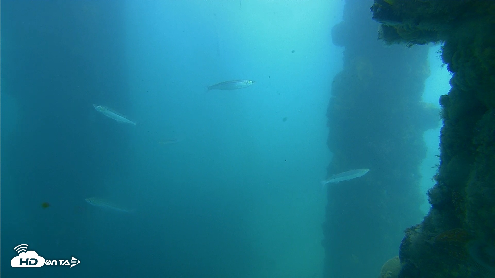 Snapshot of Scripps Pier Underwater Live Webcam taken May 12, 2025, 12:18pm PDT