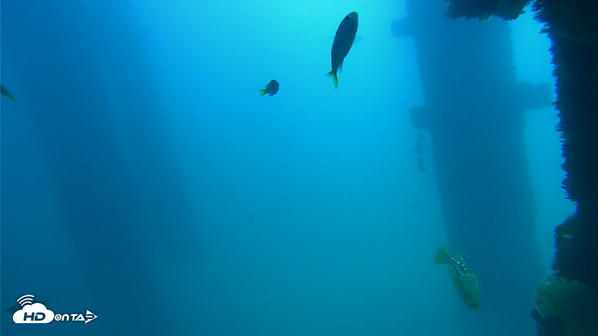 Snapshot of Scripps Pier Underwater Live Webcam taken Sep 15, 2026, 12:02pm PDT