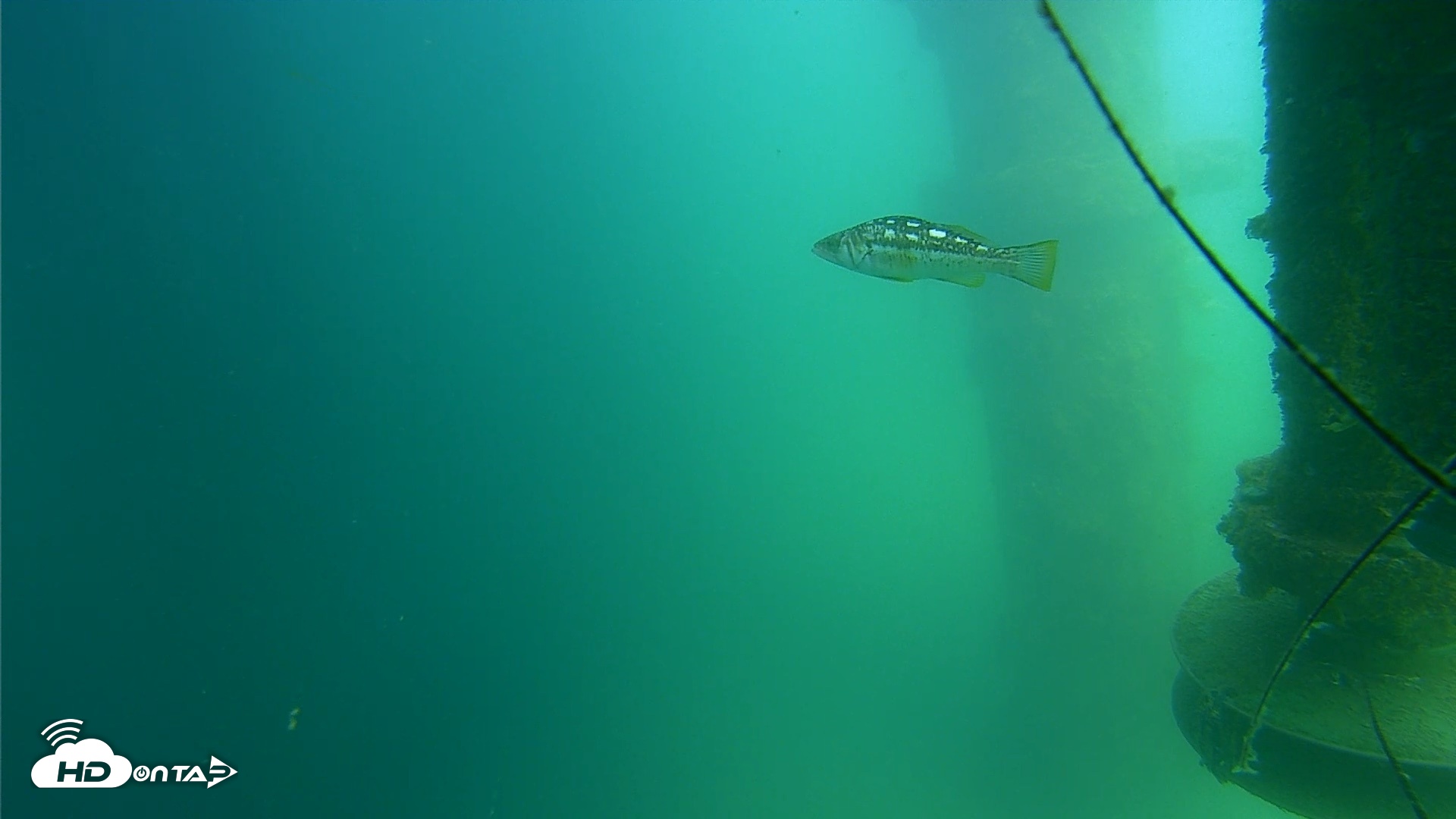 Snapshot of Scripps Pier Underwater Live Webcam taken Jul 15, 2026, 2:21pm PDT