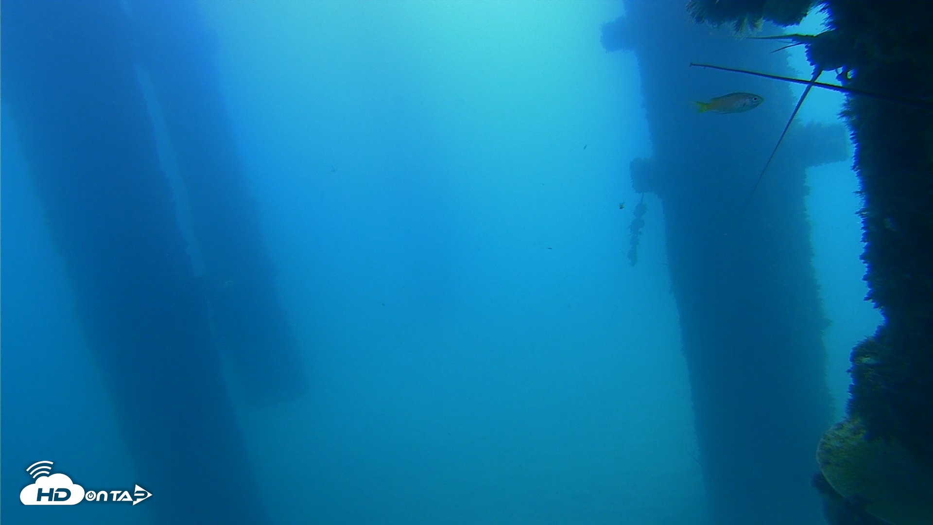 Snapshot of Scripps Pier Underwater Live Webcam taken Sep 21, 2026, 11:25am PDT