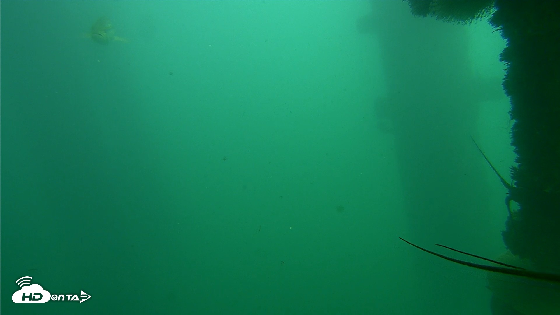 Snapshot of Scripps Pier Underwater Live Webcam taken Oct 23, 2026, 1:02pm PDT