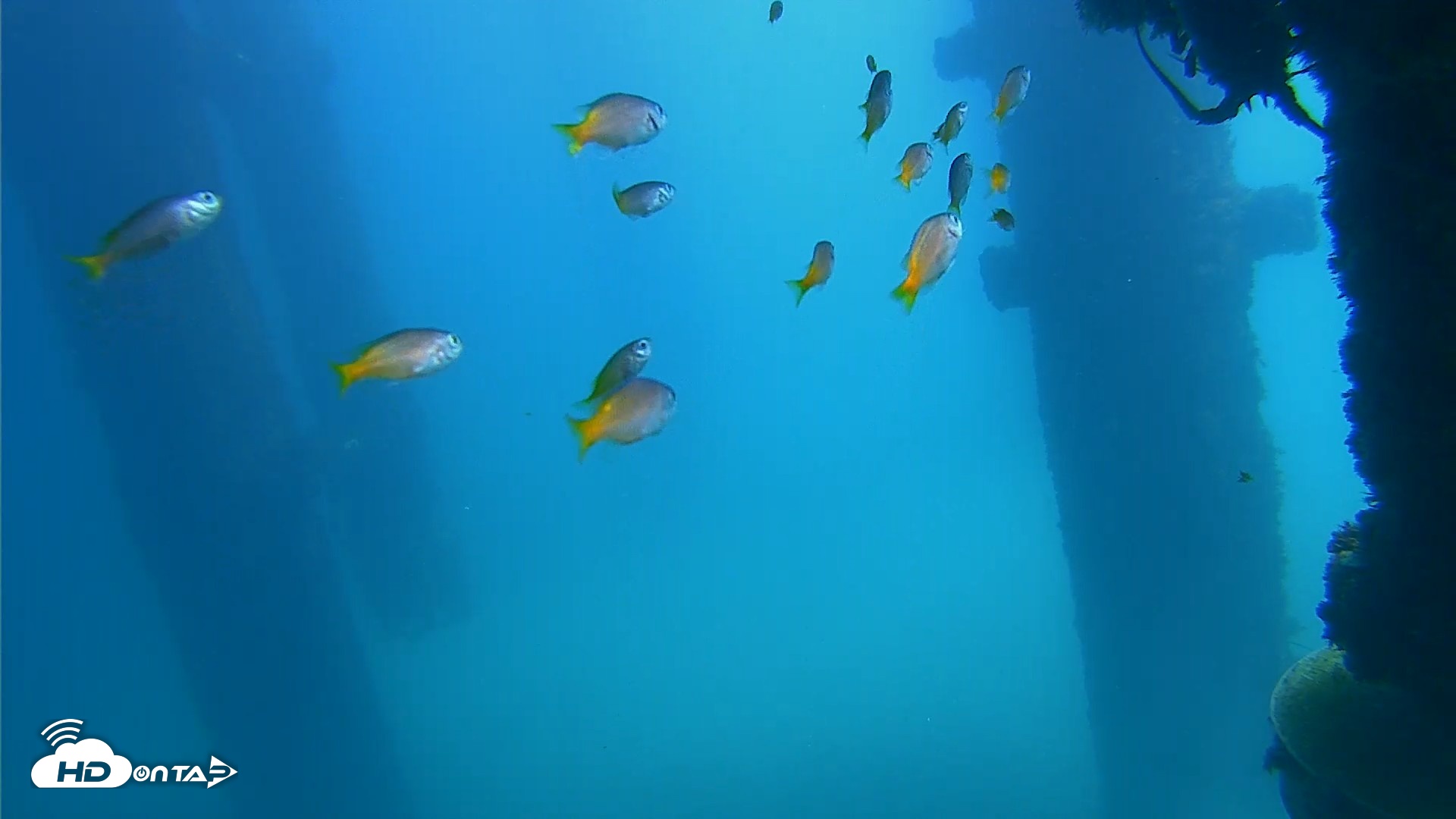 Snapshot of Scripps Pier Underwater Live Webcam taken Oct 9, 2026, 12:26pm PDT