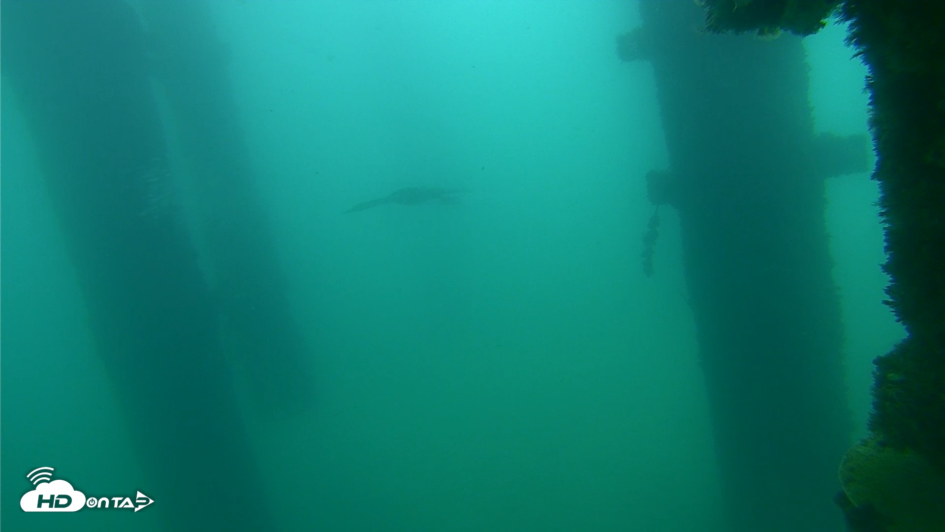 Snapshot of Scripps Pier Underwater Live Webcam taken Sep 18, 2026, 7:54am PDT