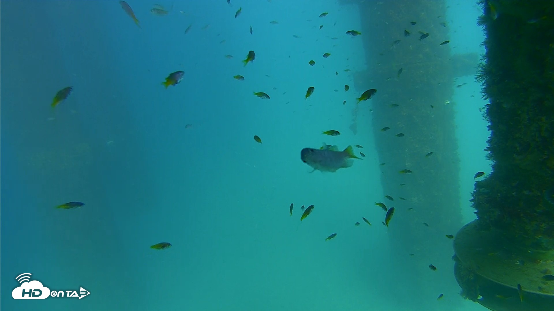 Snapshot of Scripps Pier Underwater Live Webcam taken Aug 25, 2026, 4:08pm PDT