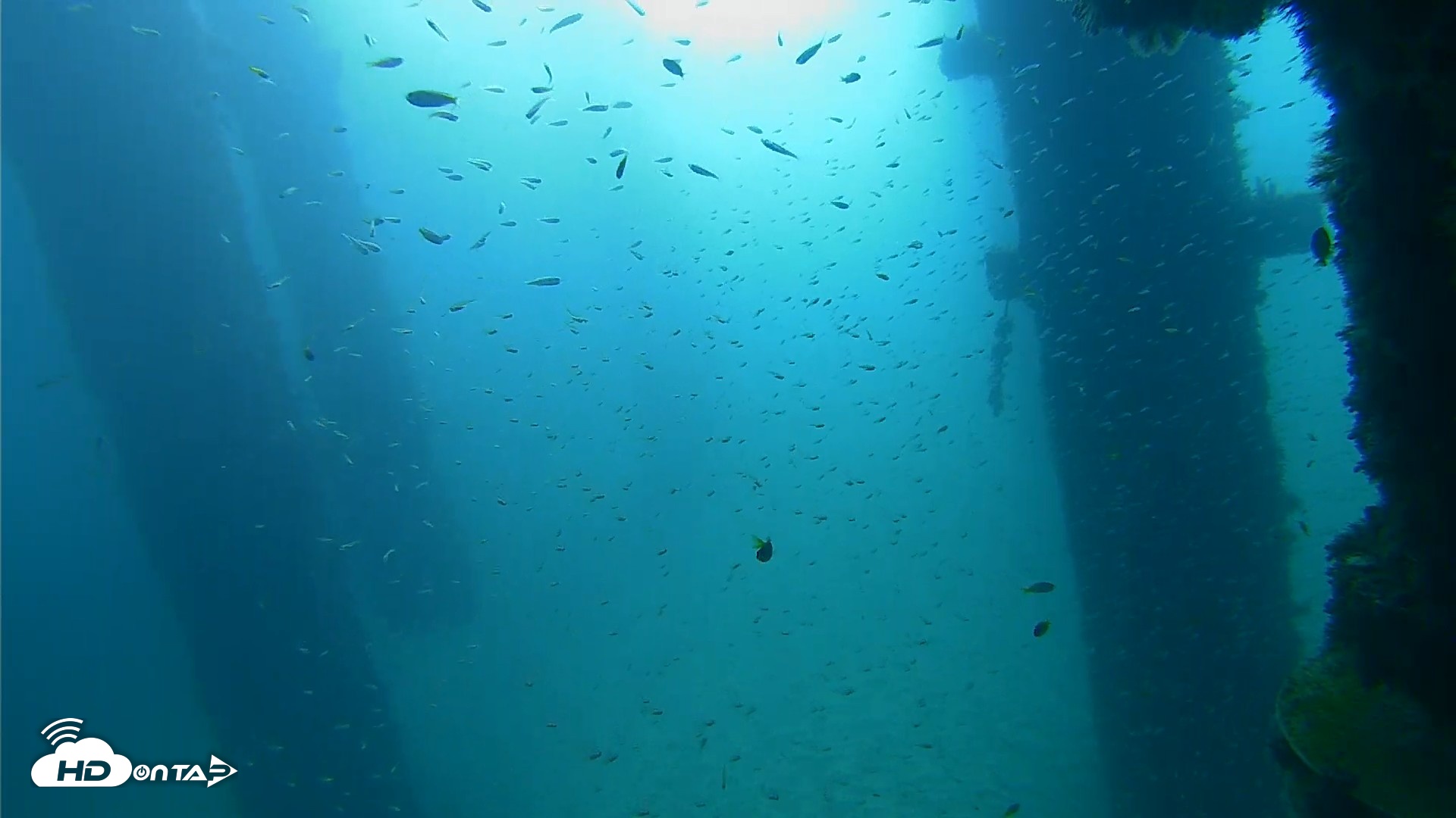 Snapshot of Scripps Pier Underwater Live Webcam taken Sep 25, 2026, 9:03am PDT