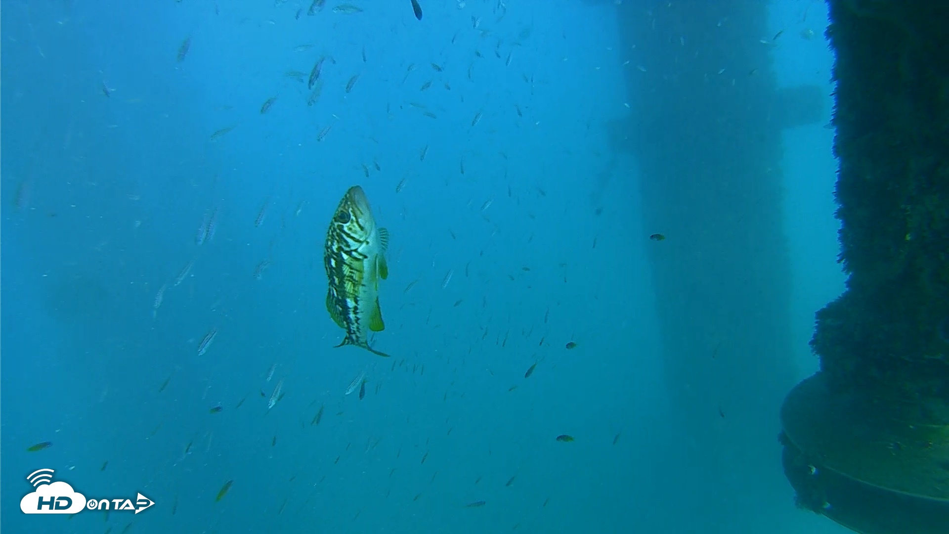 Snapshot of Scripps Pier Underwater Live Webcam taken Aug 30, 2026, 5:35pm PDT