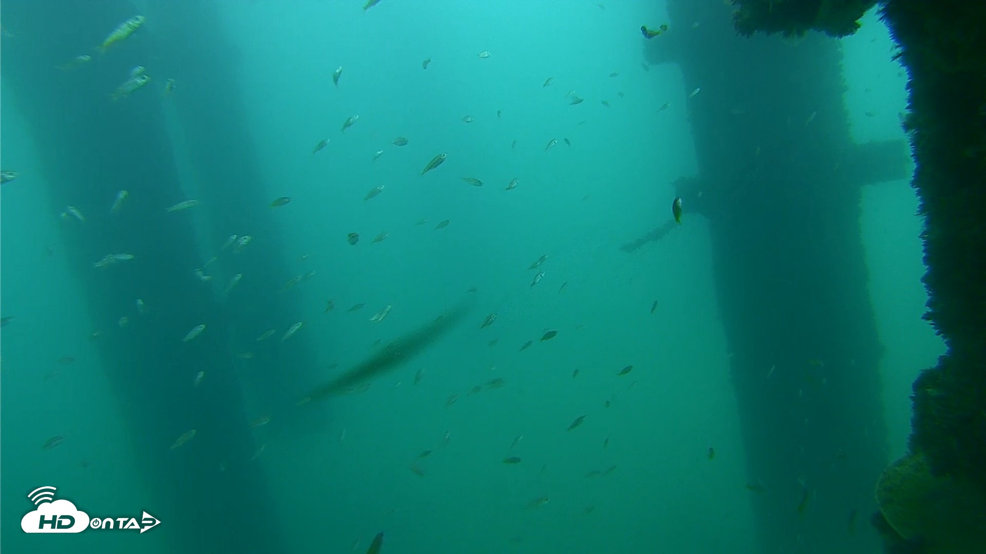Snapshot of Scripps Pier Underwater Live Webcam taken Sep 18, 2026, 7:41am PDT