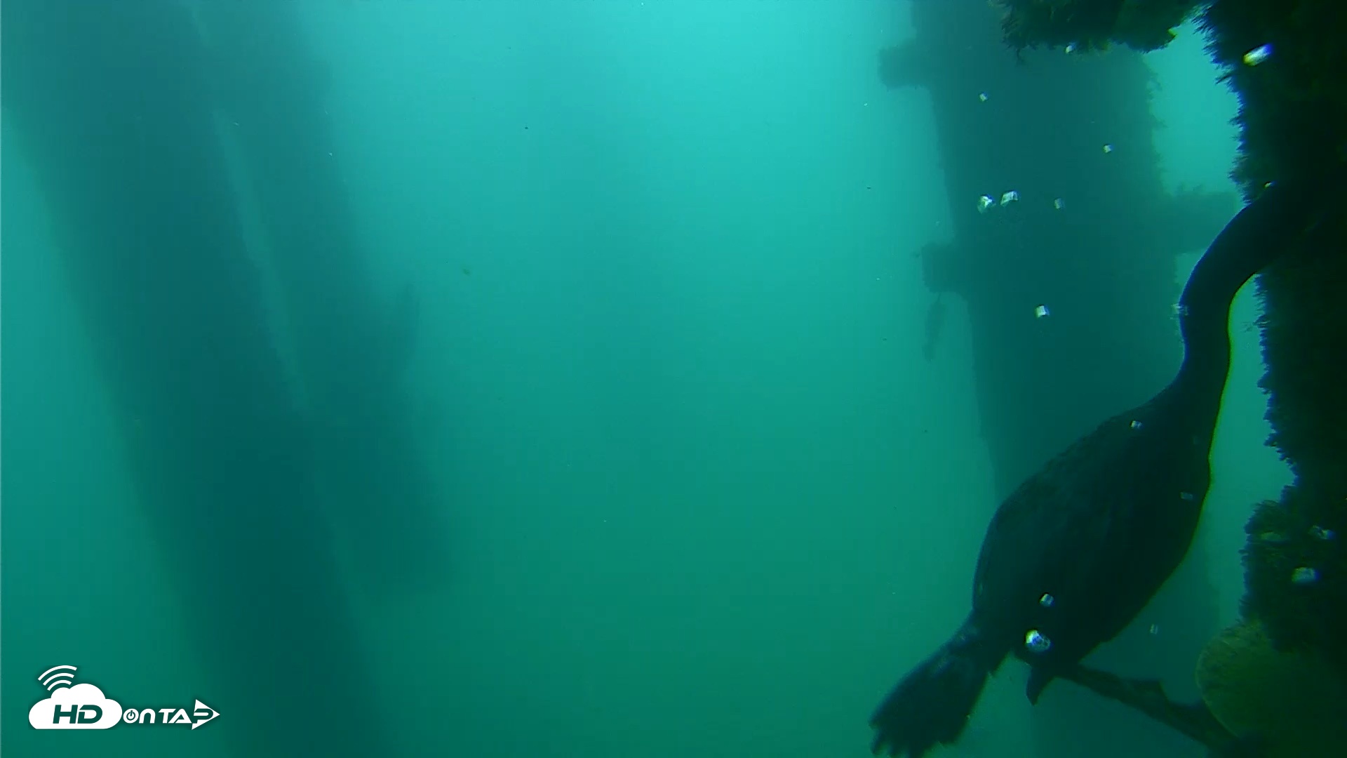 Snapshot of Scripps Pier Underwater Live Webcam taken Sep 18, 2026, 7:55am PDT