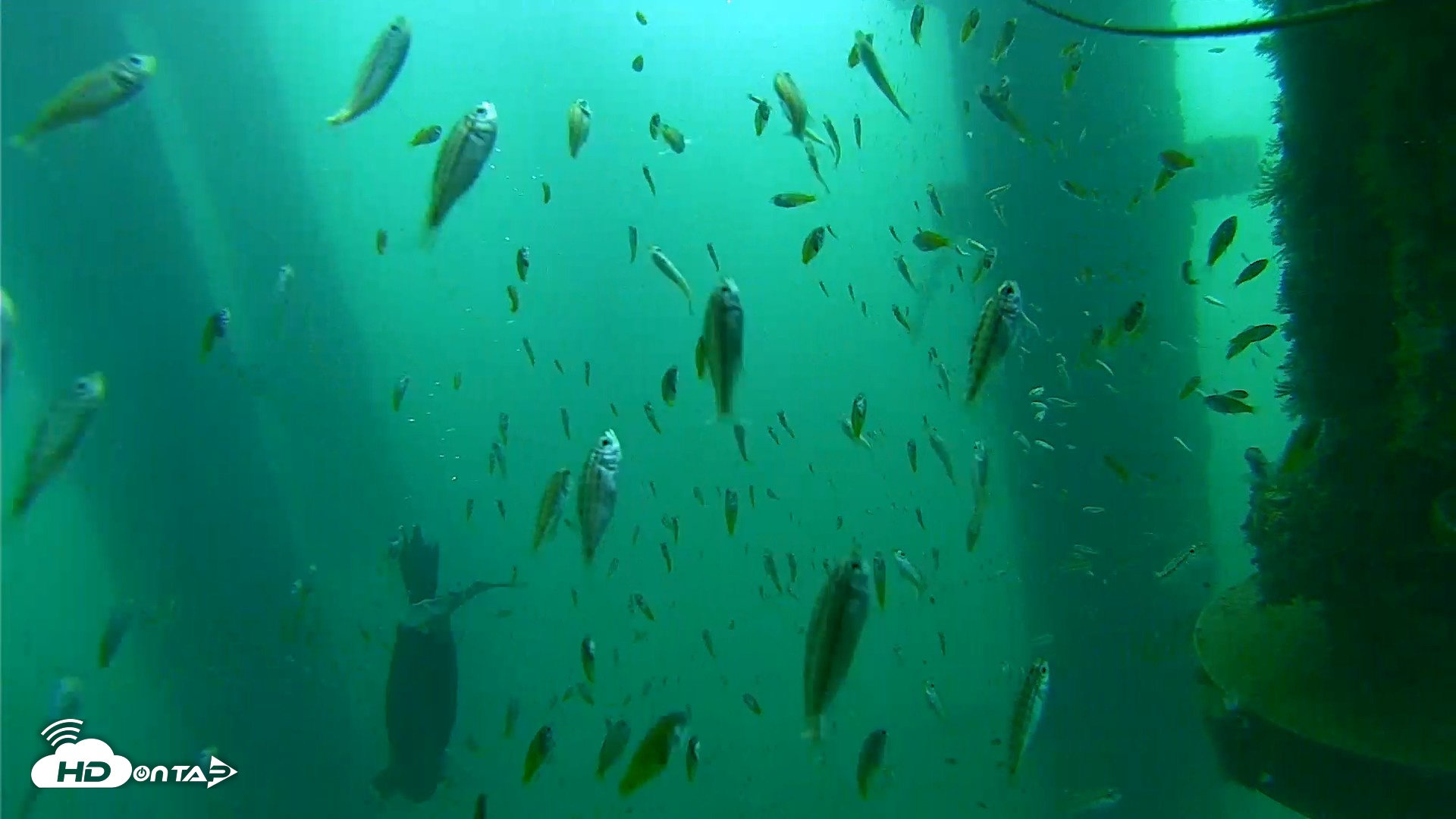 Snapshot of Scripps Pier Underwater Live Webcam taken Aug 28, 2026, 8:33am PDT