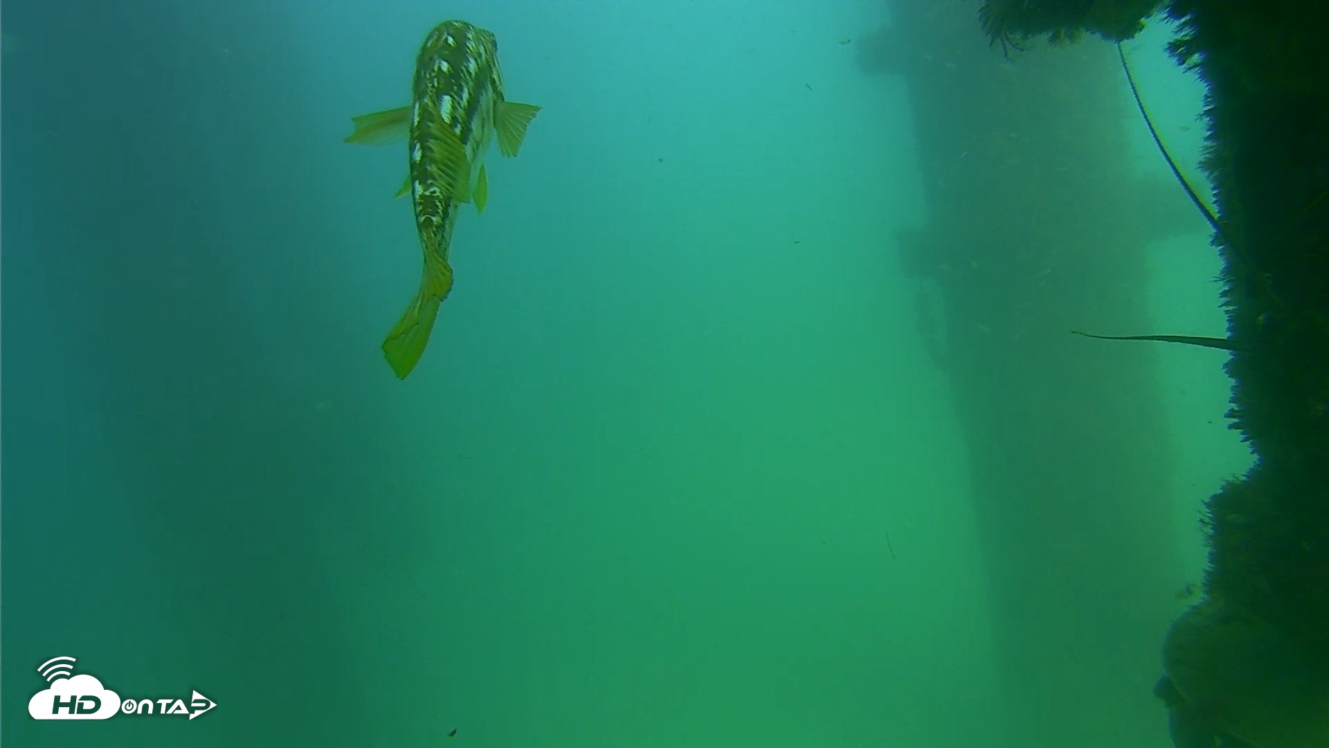 Snapshot of Scripps Pier Underwater Live Webcam taken Sep 18, 2026, 3:12pm PDT