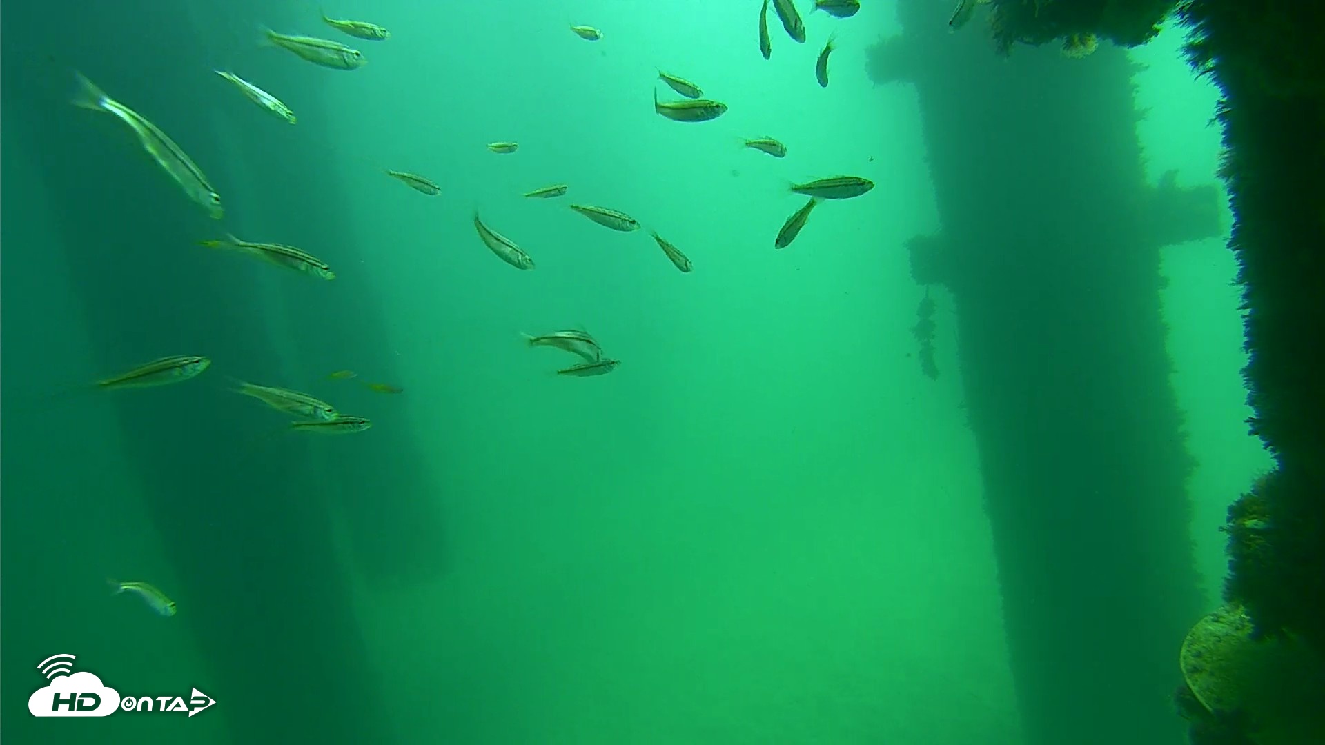 Snapshot of Scripps Pier Underwater Live Webcam taken Sep 17, 2026, 11:43am PDT