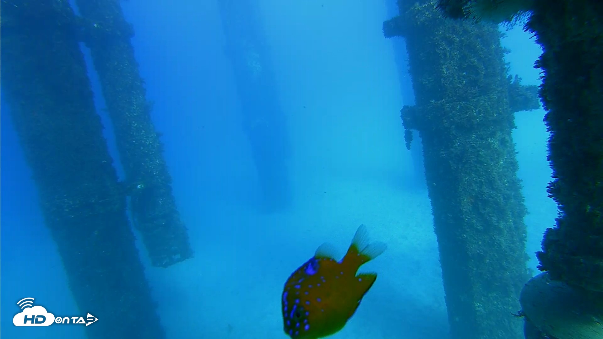 Snapshot of Scripps Pier Underwater Live Webcam taken Oct 19, 2026, 4:10pm PDT