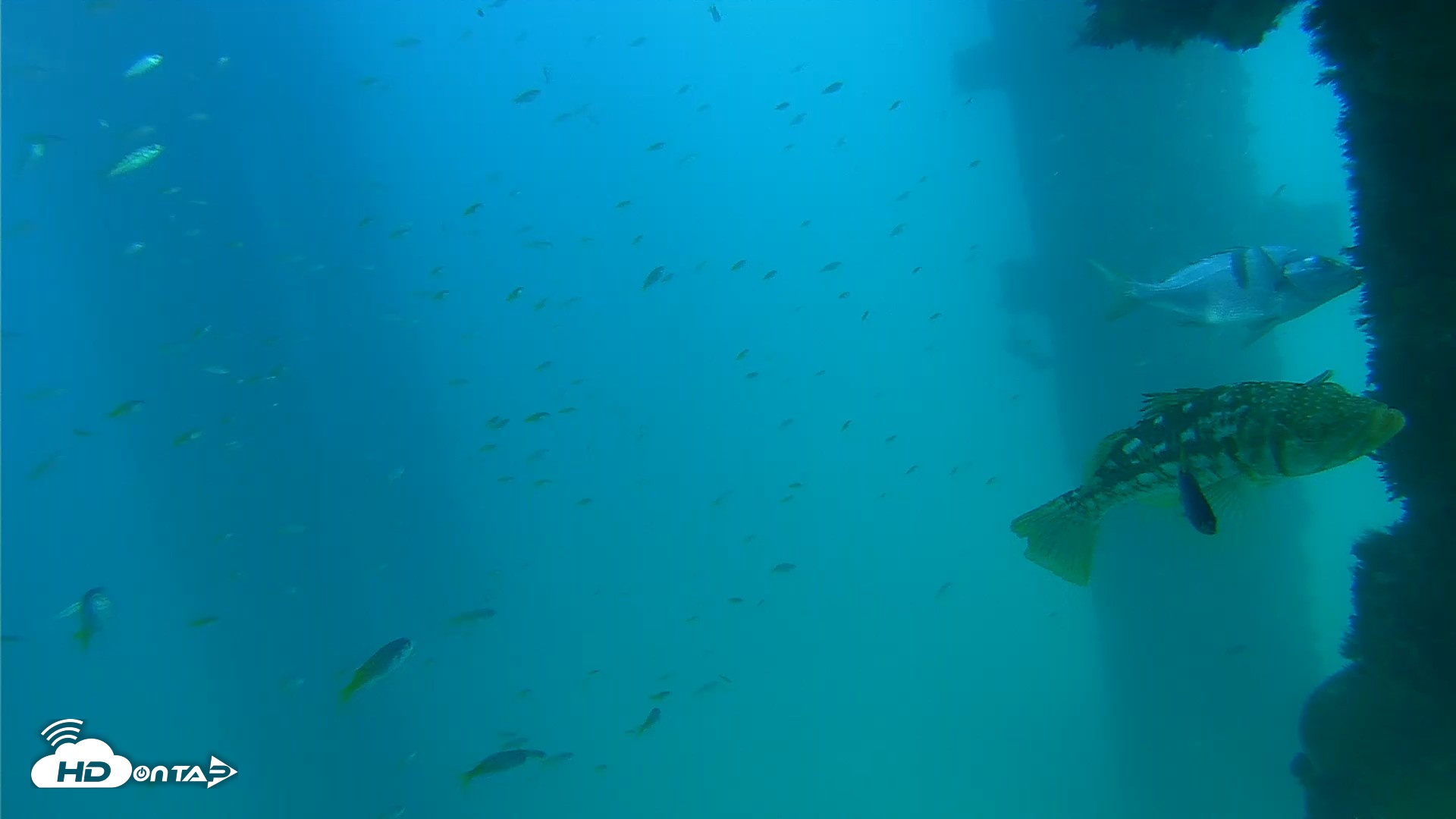 Snapshot of Scripps Pier Underwater Live Webcam taken Sep 15, 2026, 4:07pm PDT