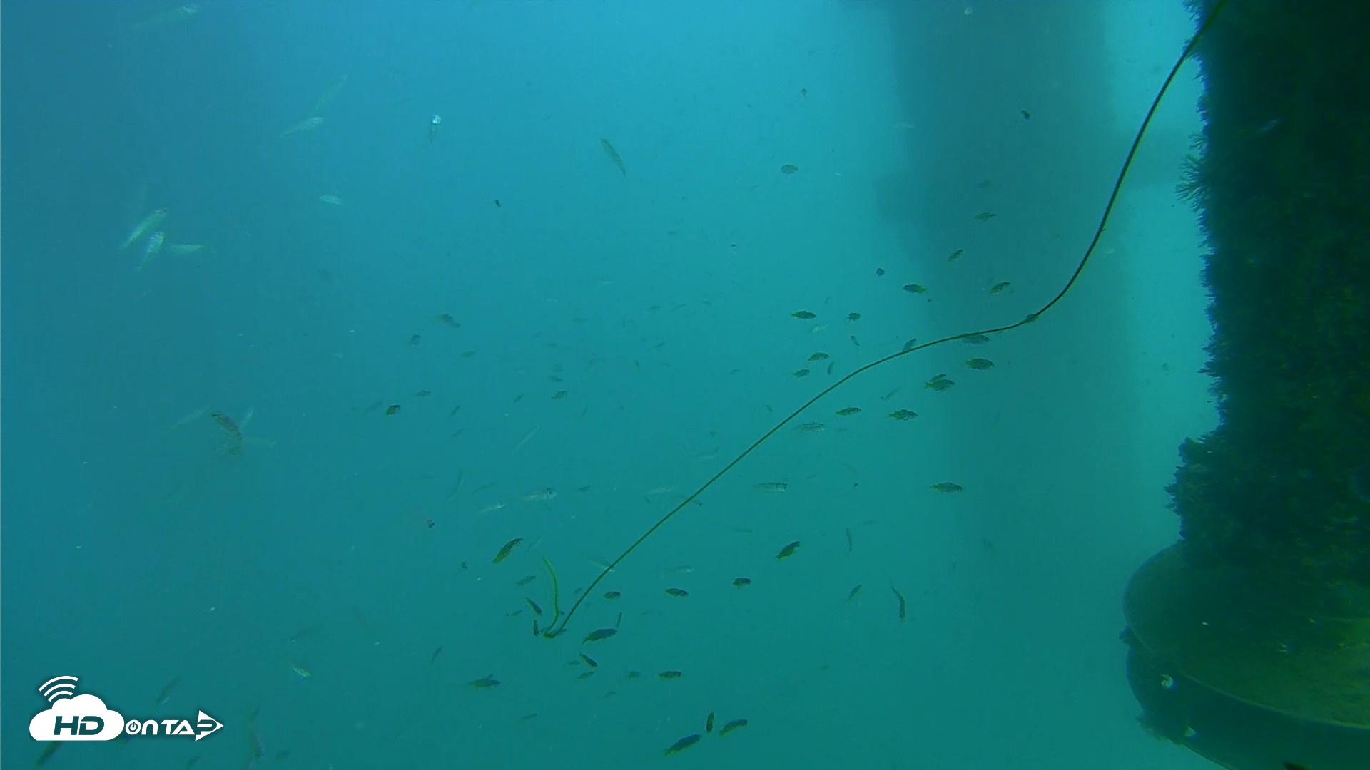 Snapshot of Scripps Pier Underwater Live Webcam taken Aug 26, 2026, 4:48pm PDT