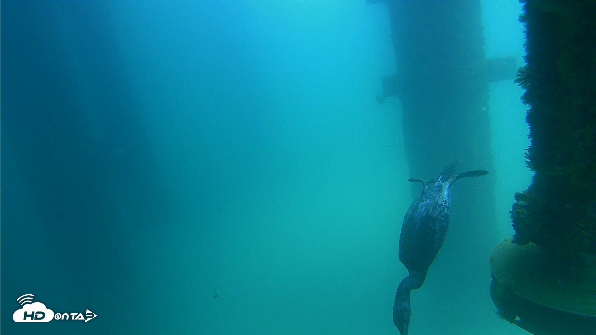 Snapshot of Scripps Pier Underwater Live Webcam taken Aug 20, 2026, 1:21pm PDT