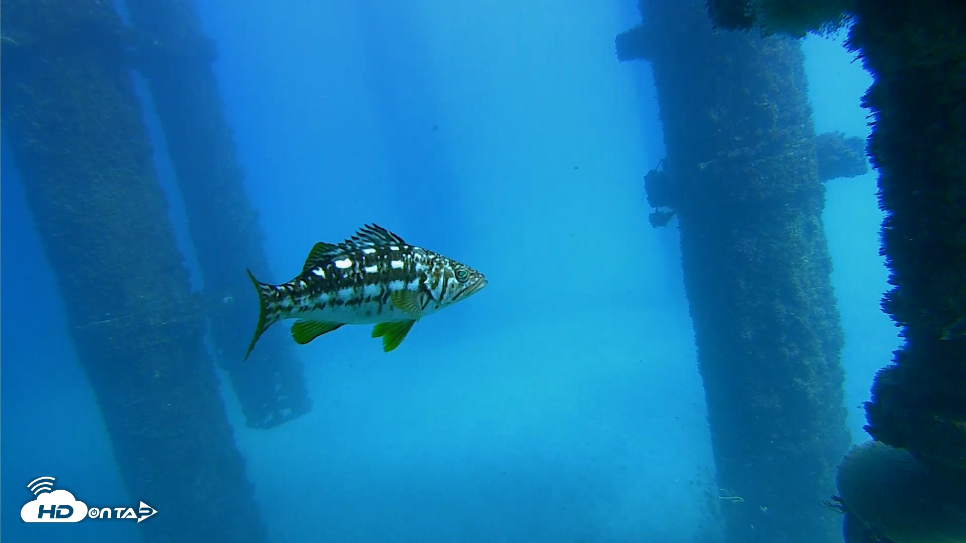 Snapshot of Scripps Pier Underwater Live Webcam taken Oct 20, 2026, 1:53pm PDT