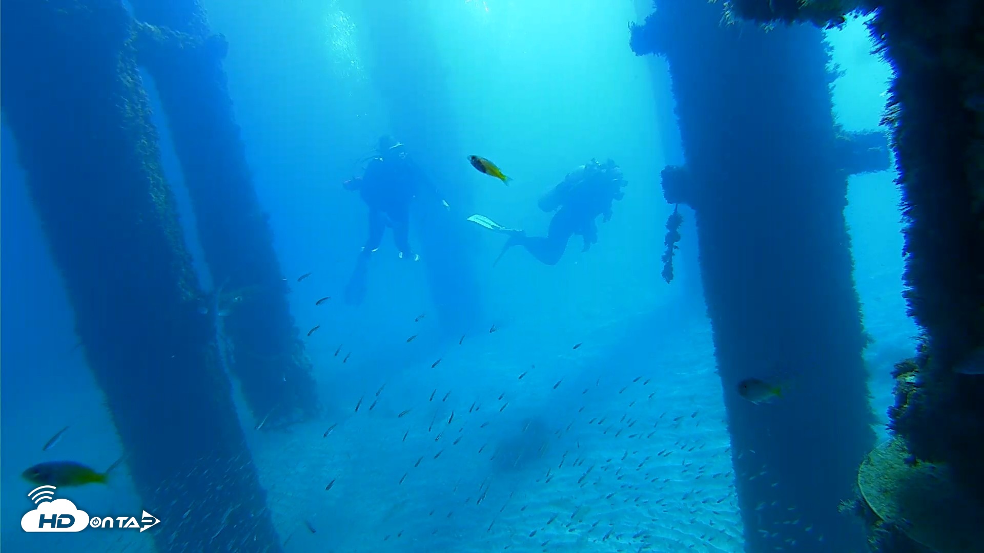 Snapshot of Scripps Pier Underwater Live Webcam taken Oct 5, 2026, 10:26am PDT