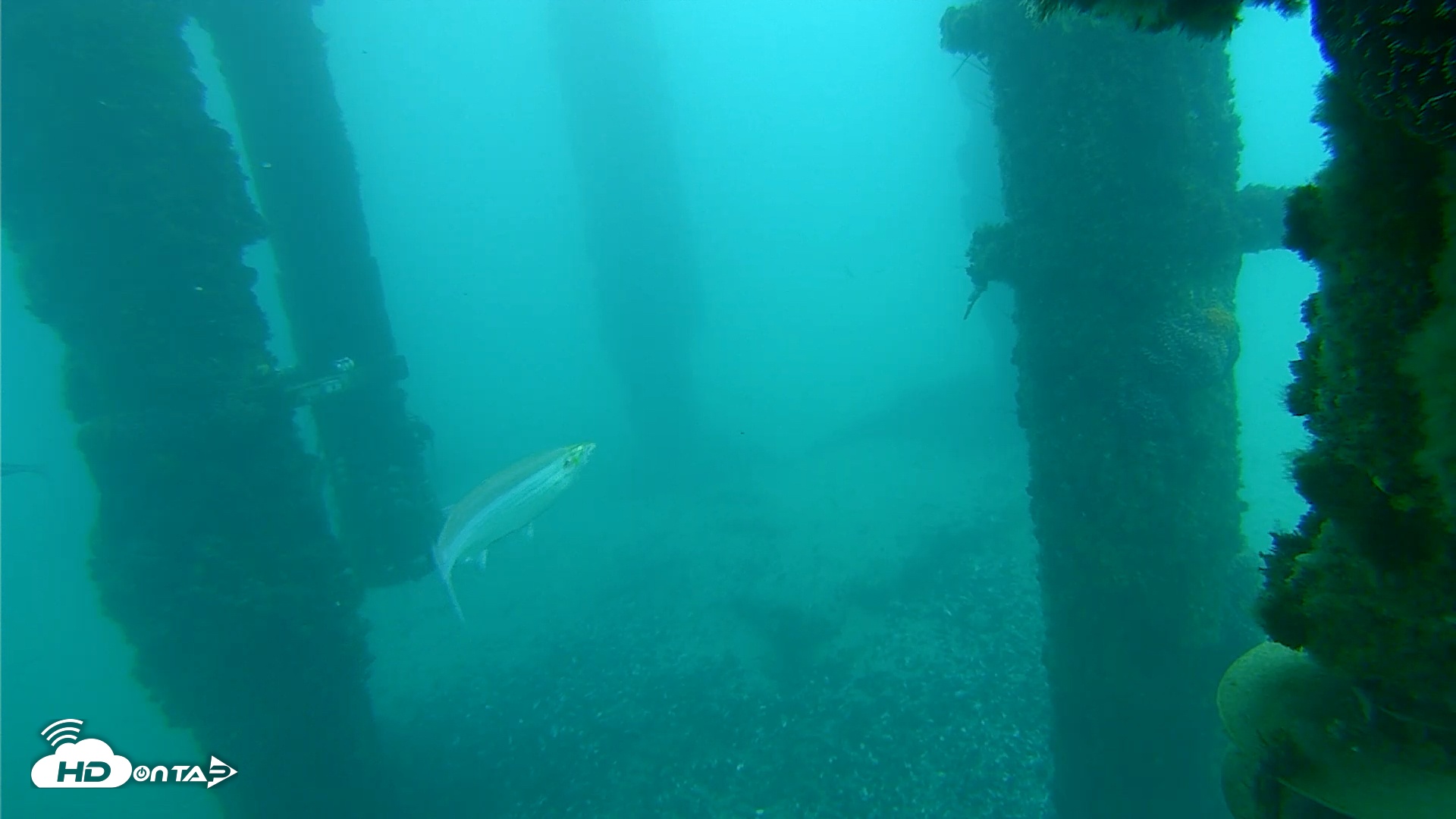 Snapshot of Scripps Pier Underwater Live Webcam taken Jan 23, 2026, 8:32am PST