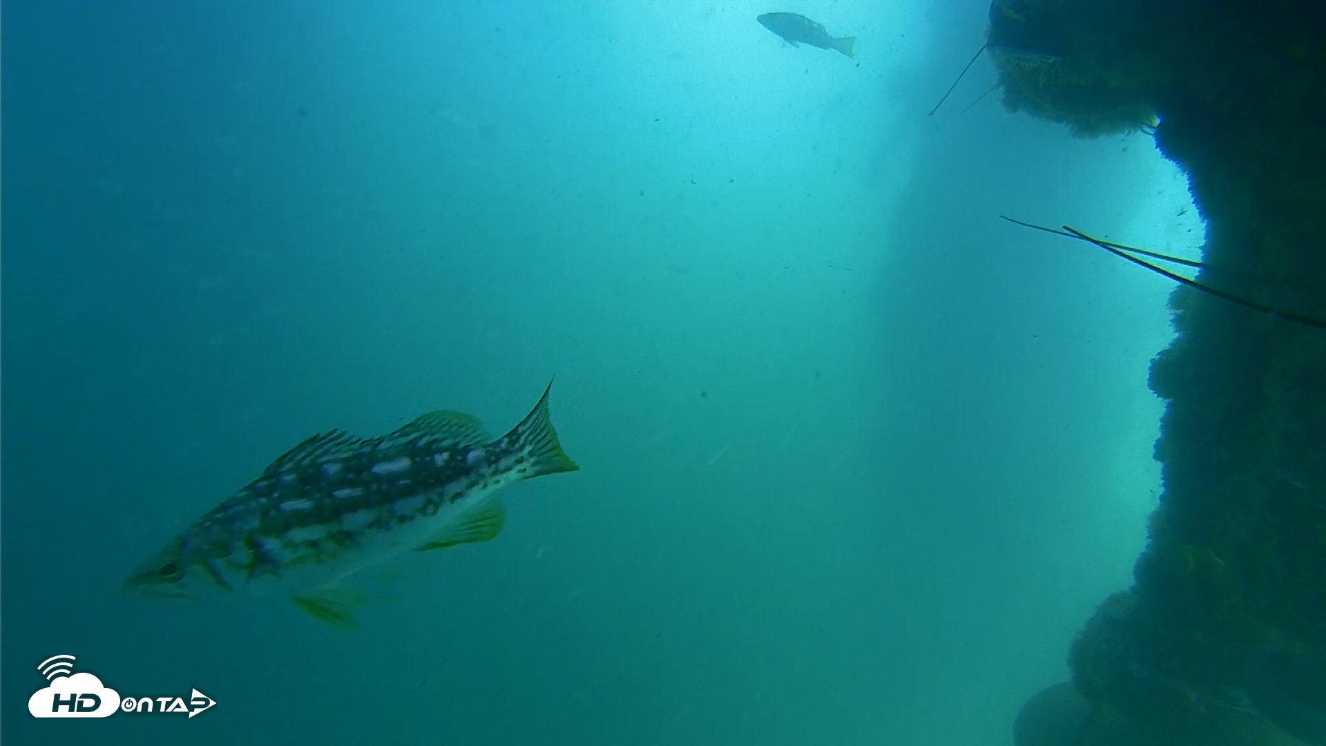 Snapshot of Scripps Pier Underwater Live Webcam taken Jun 20, 2025, 11:45am PDT