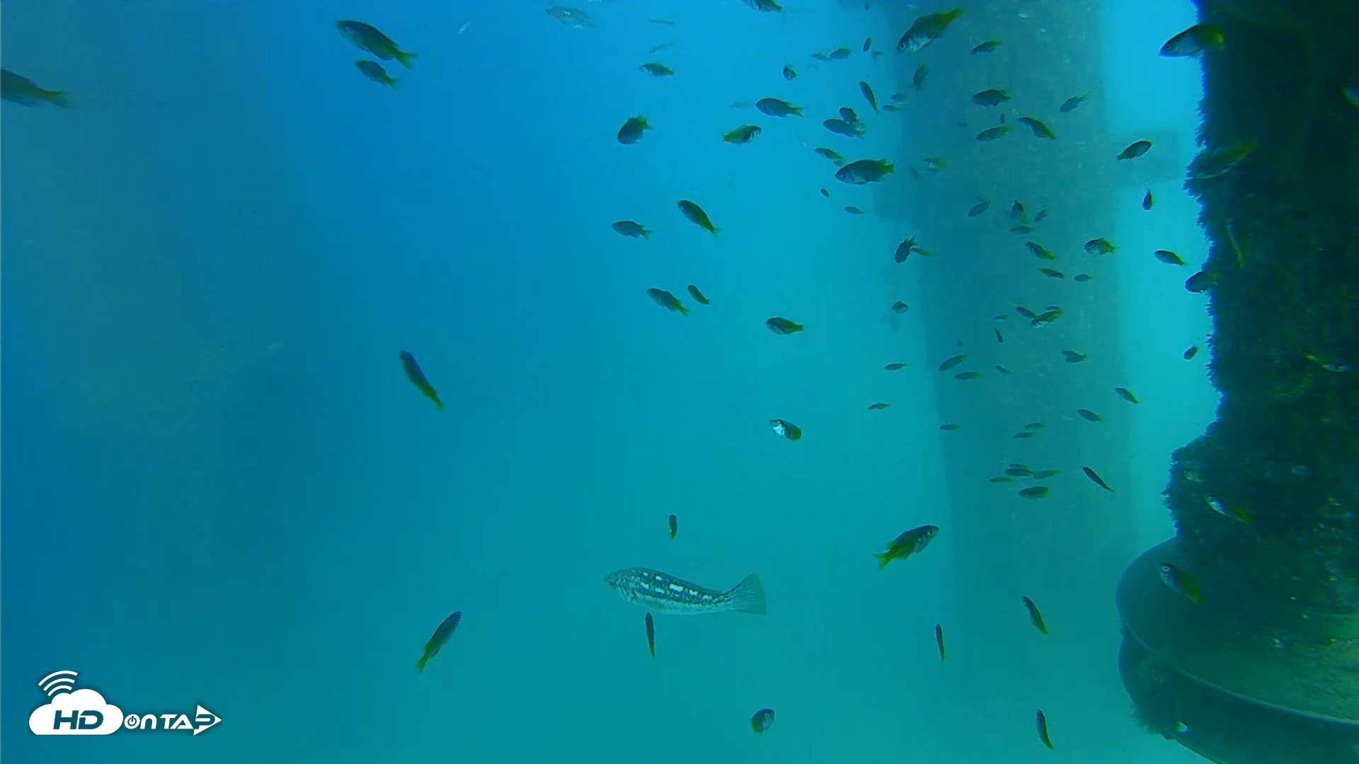 Snapshot of Scripps Pier Underwater Live Webcam taken Aug 19, 2026, 4:06pm PDT