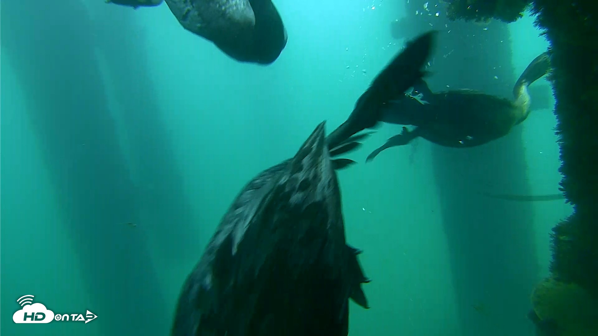 Snapshot of Scripps Pier Underwater Live Webcam taken Sep 18, 2026, 7:57am PDT