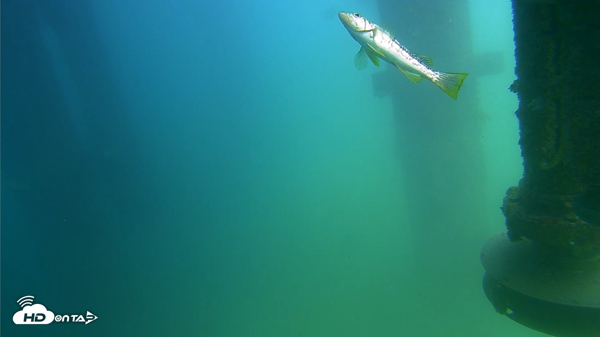 Snapshot of Scripps Pier Underwater Live Webcam taken Jul 31, 2026, 1:53pm PDT