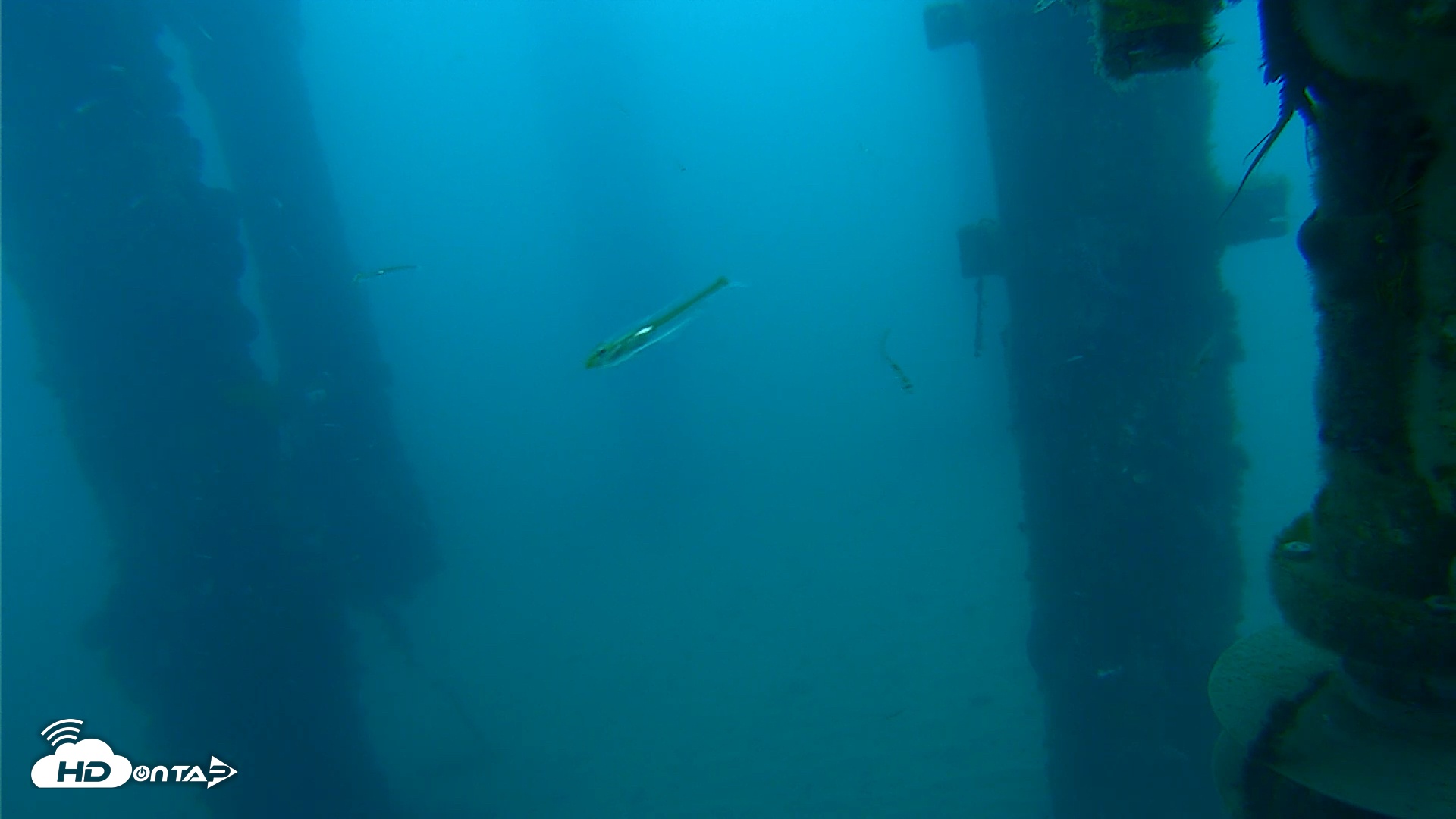 Snapshot of Scripps Pier Underwater Live Webcam taken Mar 17, 2026, 7:10am PDT