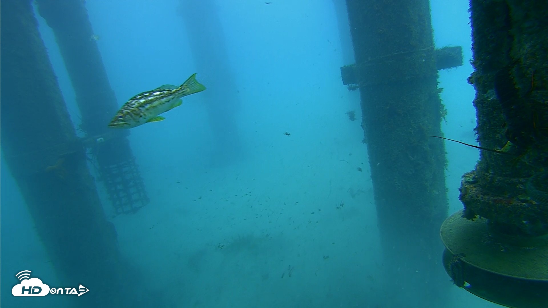 Snapshot of Scripps Pier Underwater Live Webcam taken Jul 30, 2026, 7:39am PDT