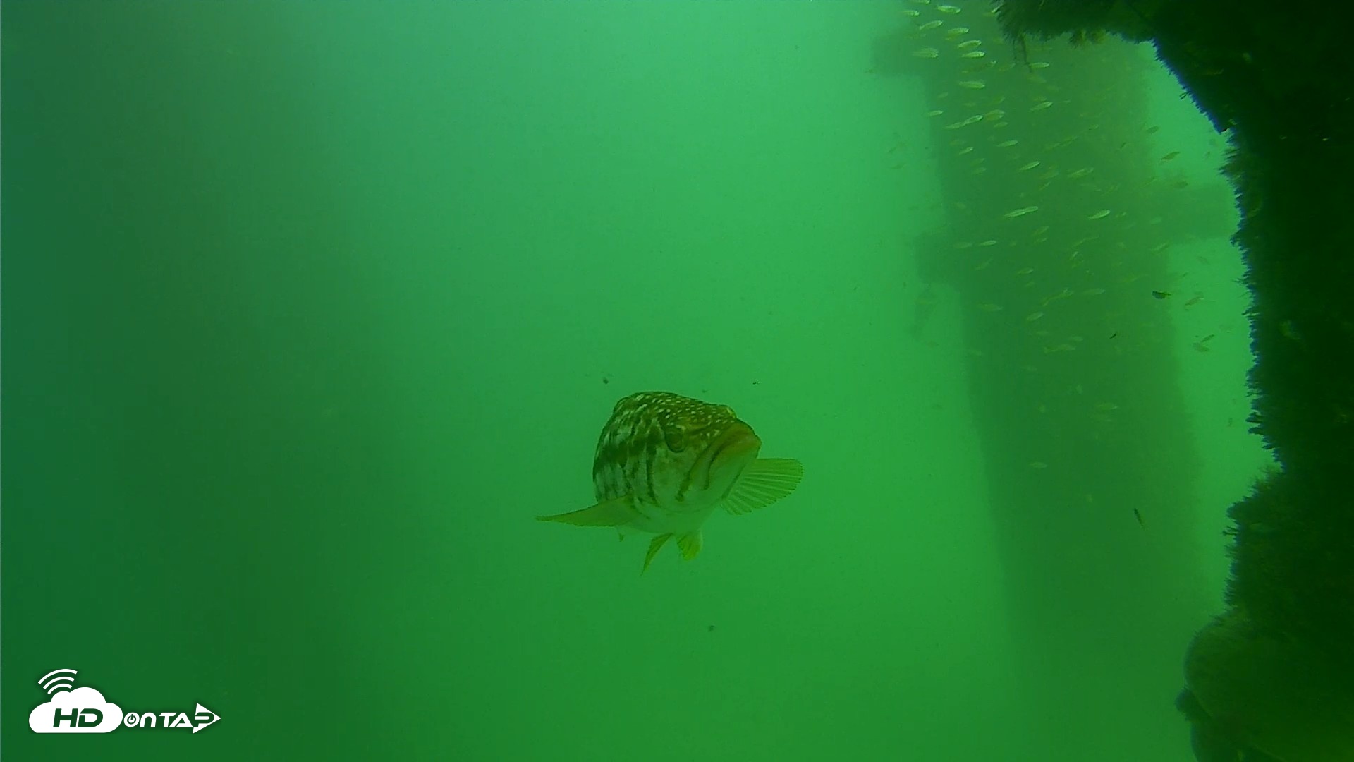 Snapshot of Scripps Pier Underwater Live Webcam taken Sep 18, 2026, 2:51pm PDT