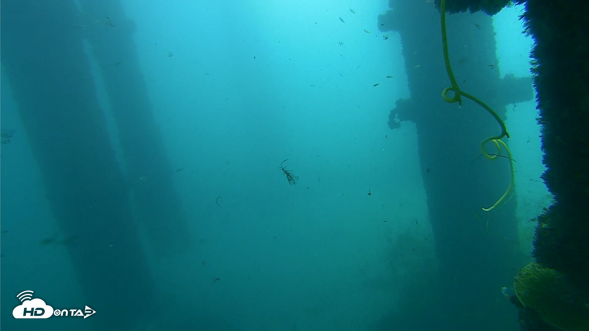 Snapshot of Scripps Pier Underwater Live Webcam taken Oct 1, 2026, 11:49am PDT