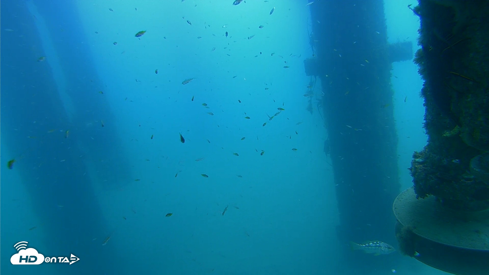 Snapshot of Scripps Pier Underwater Live Webcam taken Aug 14, 2026, 10:27am PDT