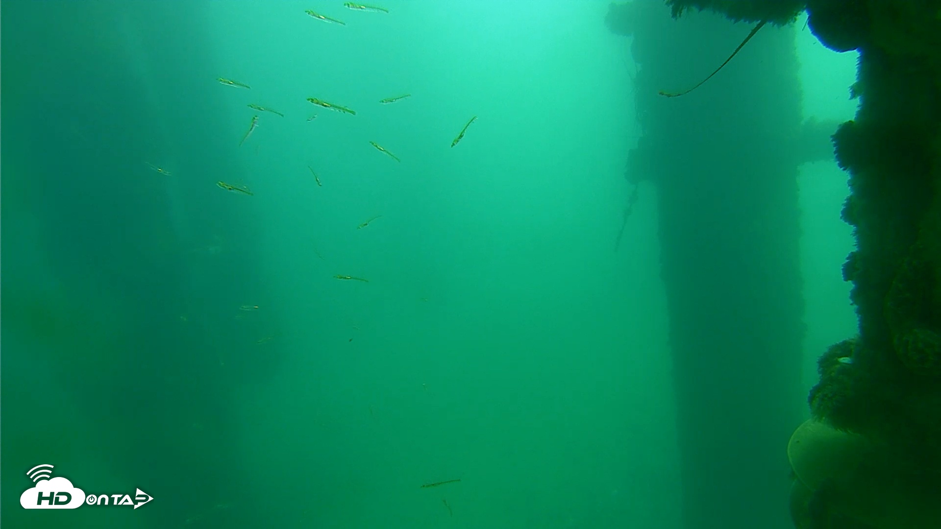 Snapshot of Scripps Pier Underwater Live Webcam taken Feb 15, 2026, 10:18am PST