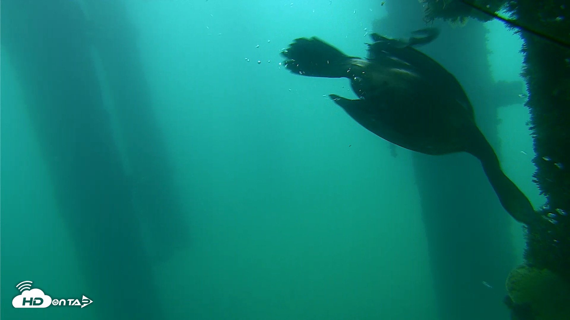 Snapshot of Scripps Pier Underwater Live Webcam taken Sep 18, 2026, 7:56am PDT