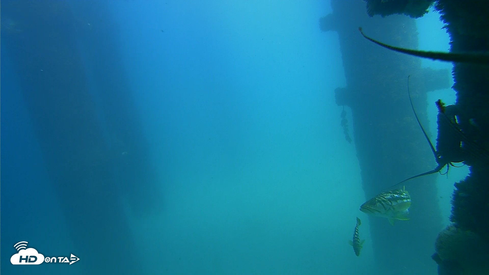 Snapshot of Scripps Pier Underwater Live Webcam taken Sep 18, 2026, 2:06pm PDT