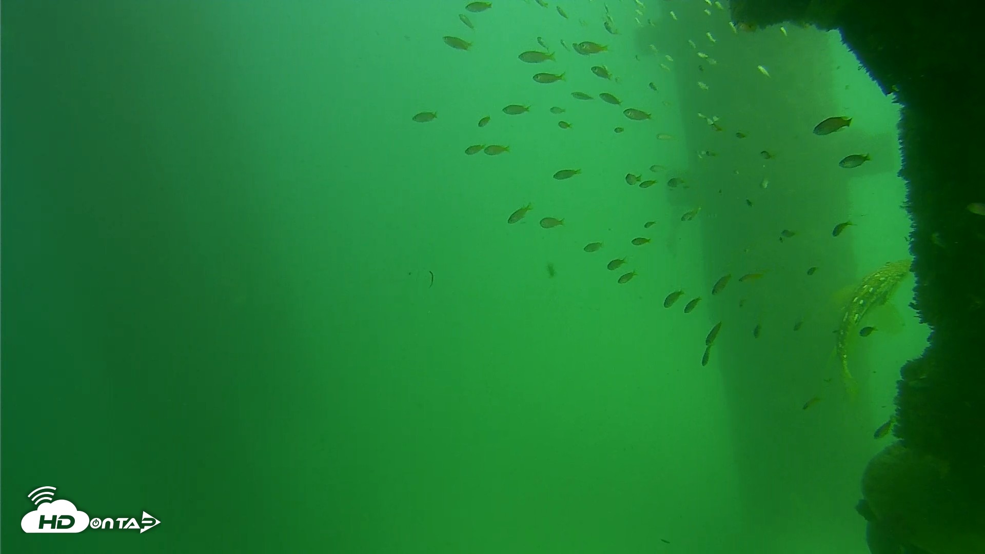 Snapshot of Scripps Pier Underwater Live Webcam taken Sep 18, 2026, 2:49pm PDT