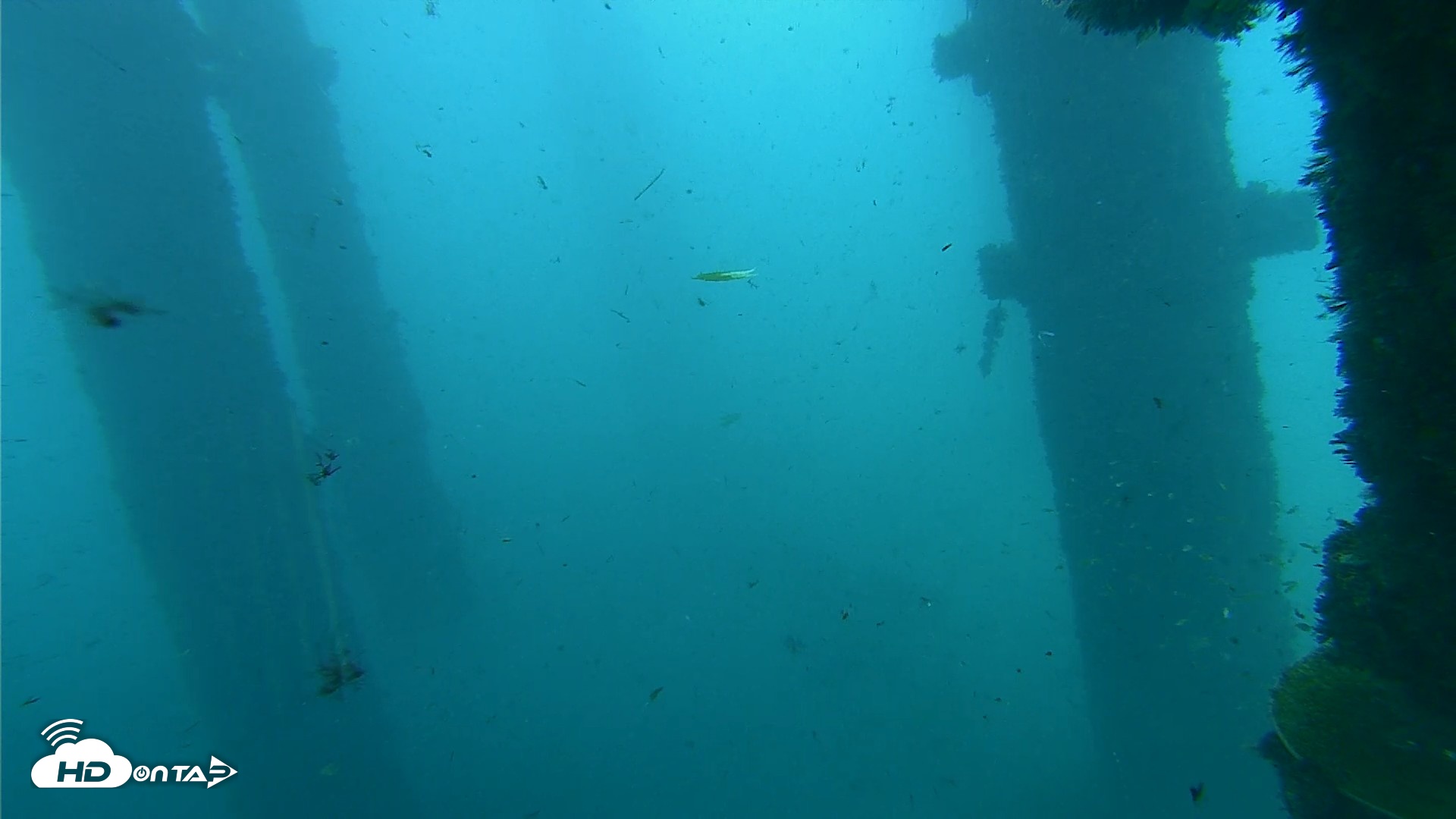 Snapshot of Scripps Pier Underwater Live Webcam taken Oct 1, 2026, 9:00am PDT