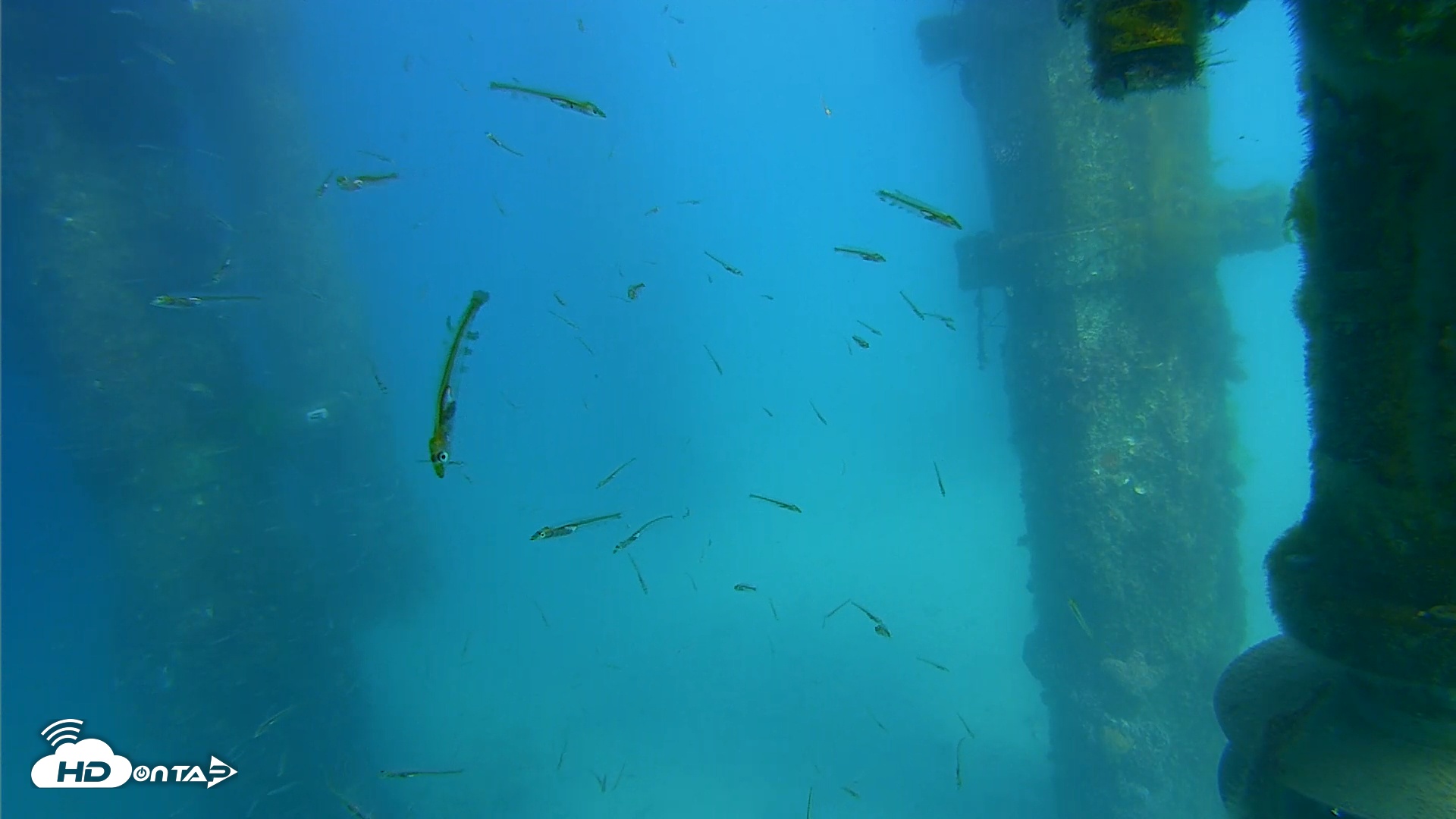Snapshot of Scripps Pier Underwater Live Webcam taken Mar 20, 2026, 3:26pm PDT