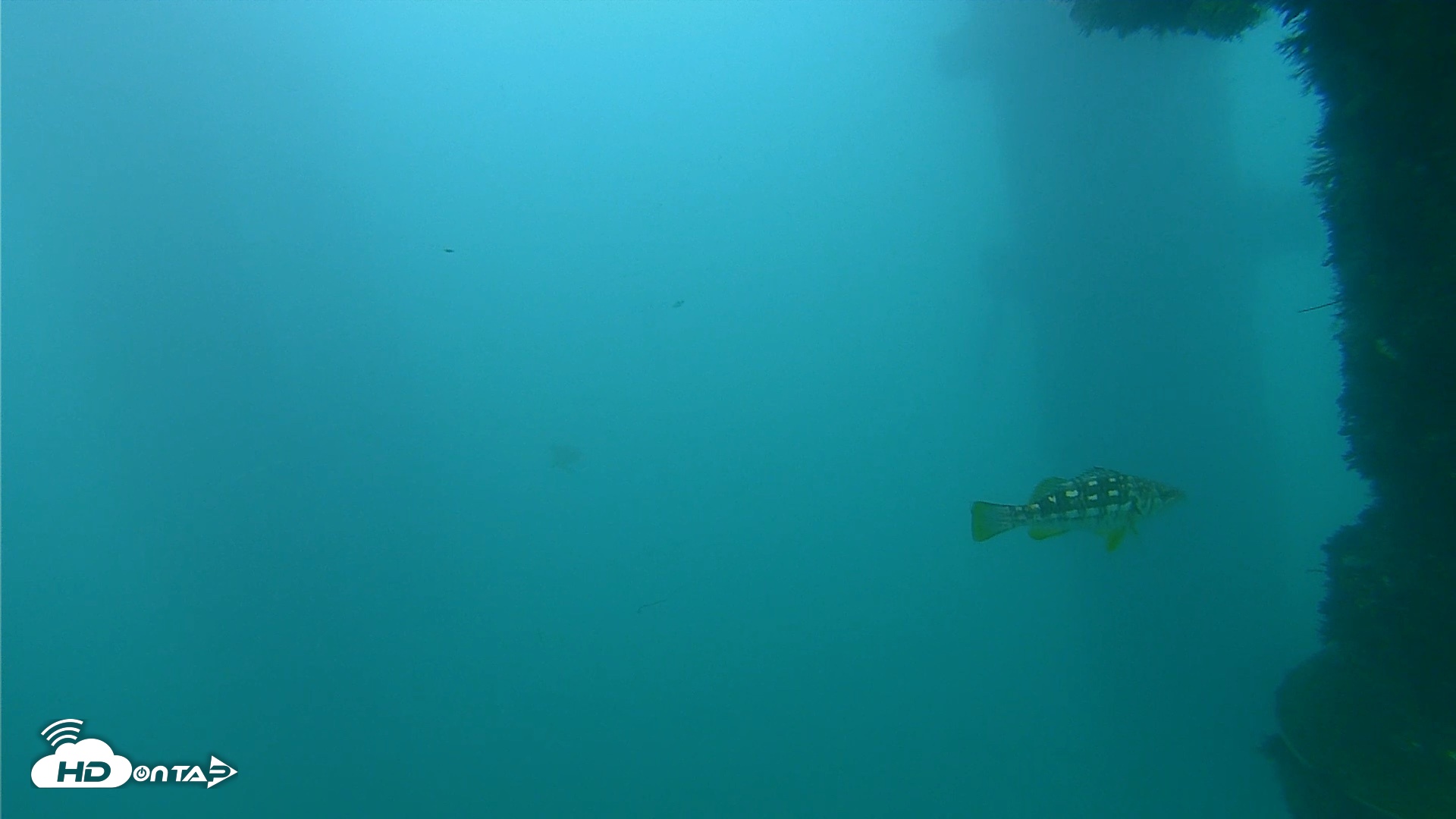Snapshot of Scripps Pier Underwater Live Webcam taken Sep 29, 2026, 6:08pm PDT