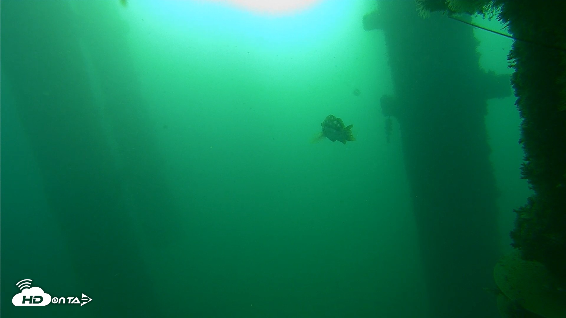 Snapshot of Scripps Pier Underwater Live Webcam taken Oct 15, 2026, 8:04am PDT