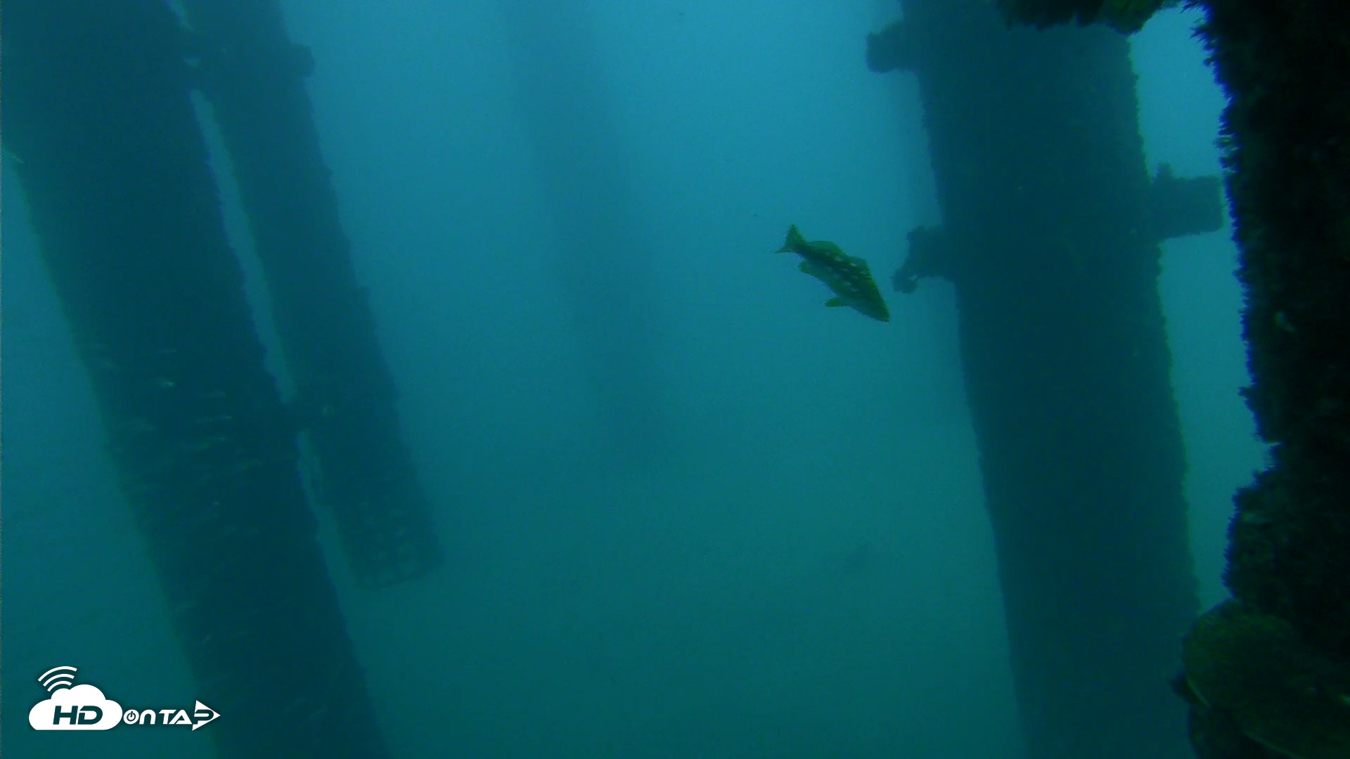 Snapshot of Scripps Pier Underwater Live Webcam taken Sep 30, 2026, 6:42am PDT