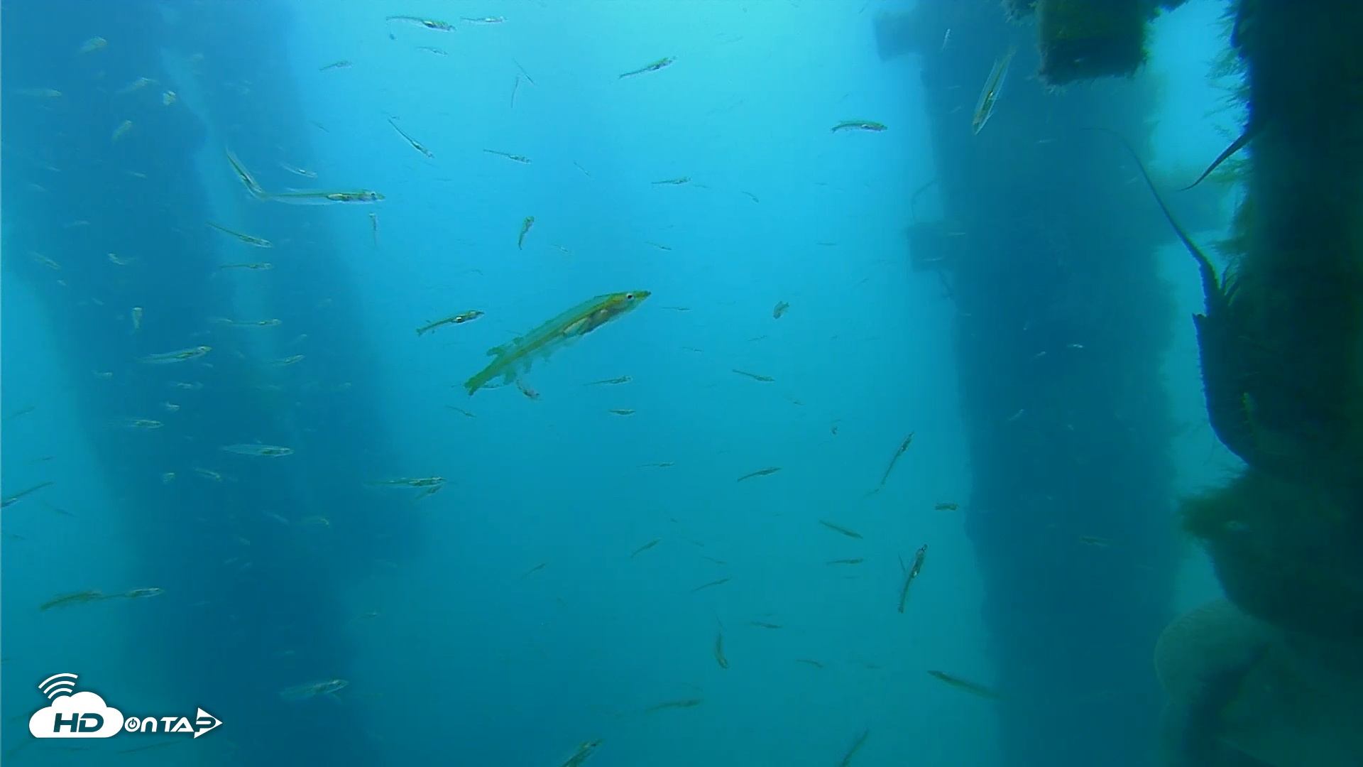 Snapshot of Scripps Pier Underwater Live Webcam taken Mar 27, 2026, 7:36am PDT