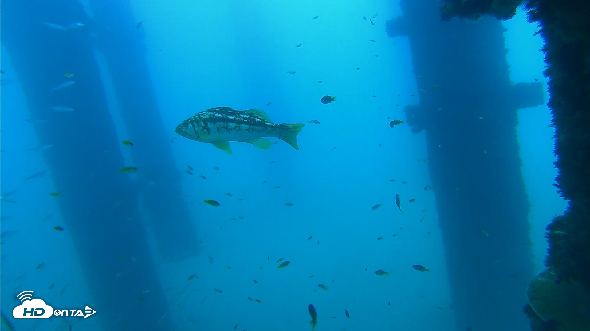 Snapshot of Scripps Pier Underwater Live Webcam taken Sep 16, 2026, 10:35am PDT