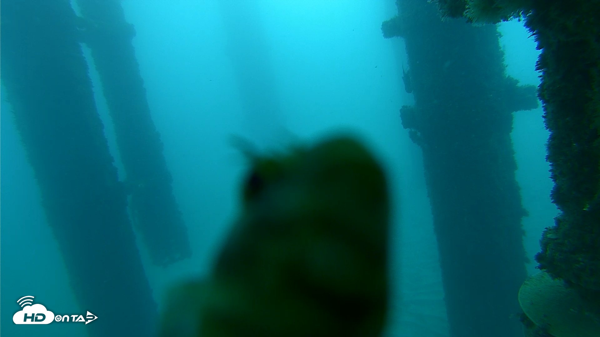 Snapshot of Scripps Pier Underwater Live Webcam taken Oct 21, 2026, 7:24am PDT