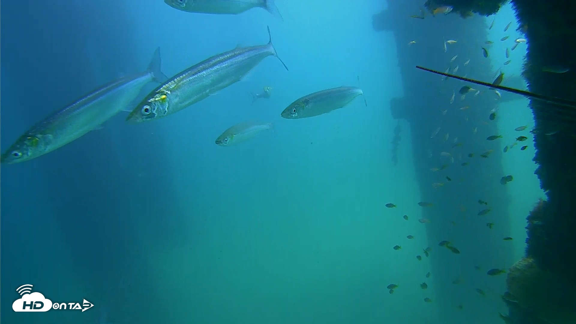 Snapshot of Scripps Pier Underwater Live Webcam taken Sep 22, 2026, 1:06pm PDT